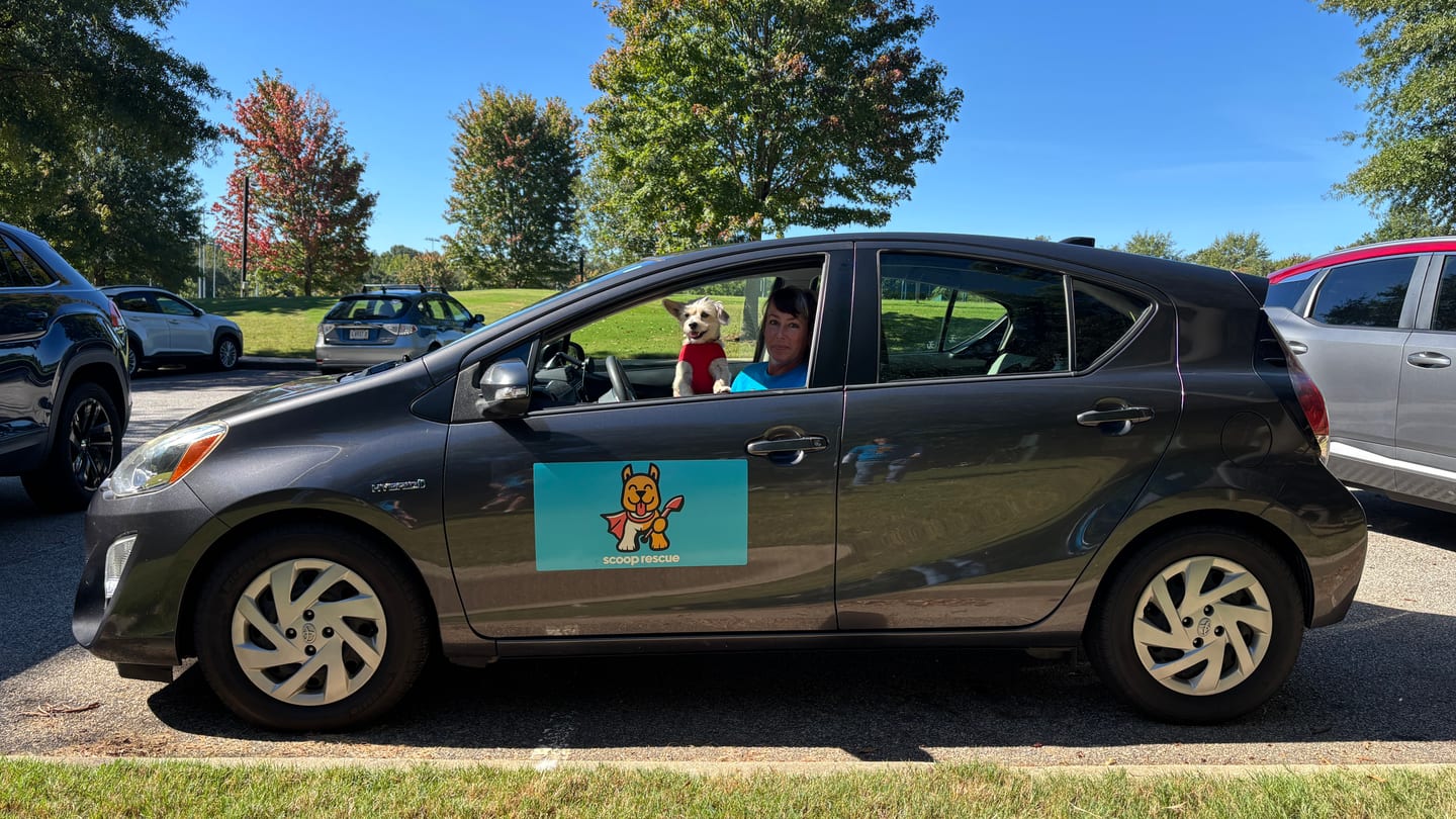 A dog at the window of a gray car displaying the Scoop Rescue logo.